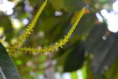 Excoecaria crenulata